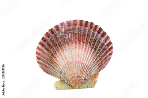 purple shells isolated on the white background