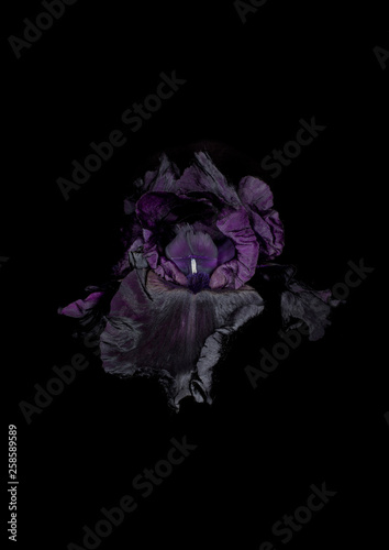 schwarze Iris Blume photo