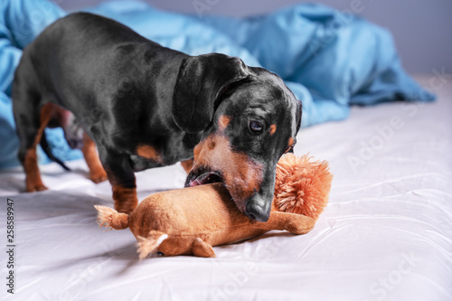 cute dog of breed dachshund, black and tan, playing with a toy, crunching it, on the bed in the home