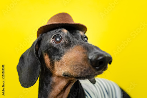 summer portrait of a funny breed dog, black and tan, wearing a t-shirt and a hat, on a colorful yellow background.
