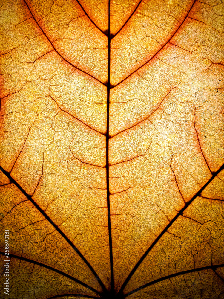 Obraz premium OLYMPUS DIGITAL CAMERA