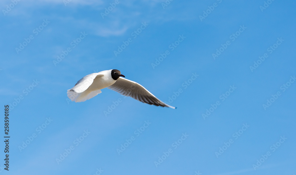 Flying Gull, Black headed Gull, Chroicocephalus ridibundus . Black headed Gull flying under a blue sky. Flying Gull, Black headed Gull, Chroicocephalus ridibundus . Black headed Gull flying under a blue sky.