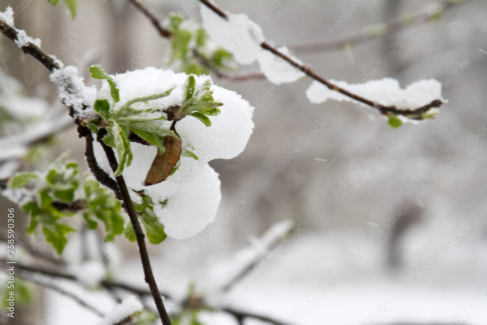 Snow has fallen sharply in the spring. Broken trees, branches, wiring. Storm, wind, cyclone. Snow has fallen sharply in the spring. Broken trees, branches, wiring. Storm, wind, cyclone.