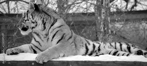 Amur Siberian tiger is a Panthera tigris tigris population in the Far East, particularly the Russian Far East and Northeast China photo