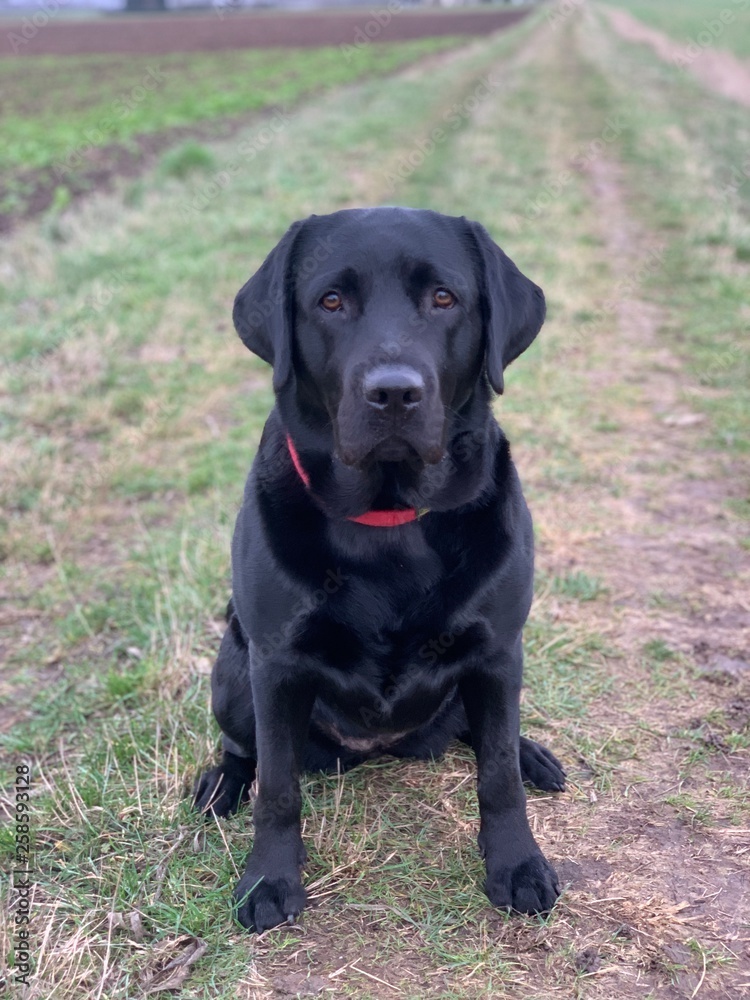 Labrador Labrador