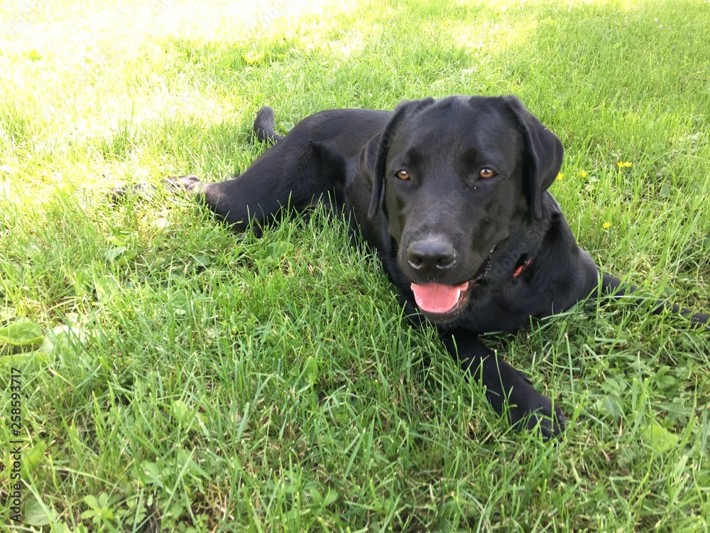 Labrador Mood Labrador Mood