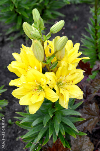 Lilies yellow terry grades of Fata Morgana  Lilium asiatic 