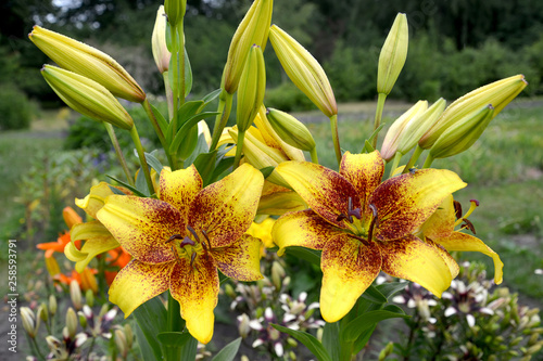 Quadro em tela Lilies yellow, a grade of Golden Stone (Lilium asiatic) grow in a garden