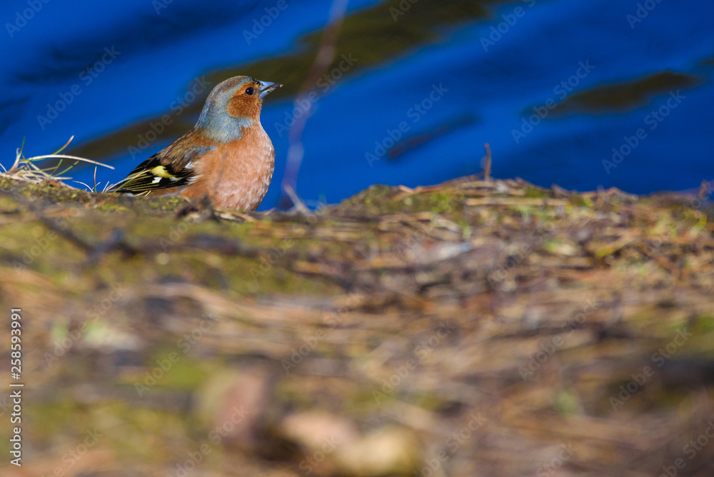 Male common chaffinch (Fringilla coelebs) bird near lake, during sunny spring day. Beautiful sunlight. Male common chaffinch (Fringilla coelebs) bird near lake, during sunny spring day. Beautiful sunlight.
