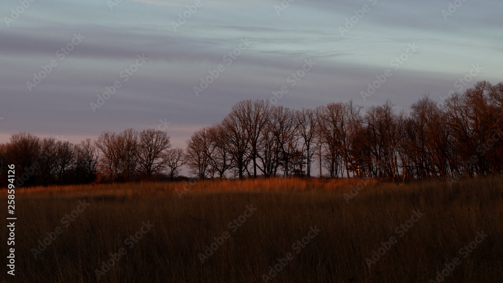 Prairie grasses and oak trees in first light of morning
