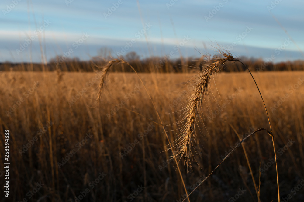 Obraz premium Canadian wild rye grasses in native prairie restoration in early morning sunlight