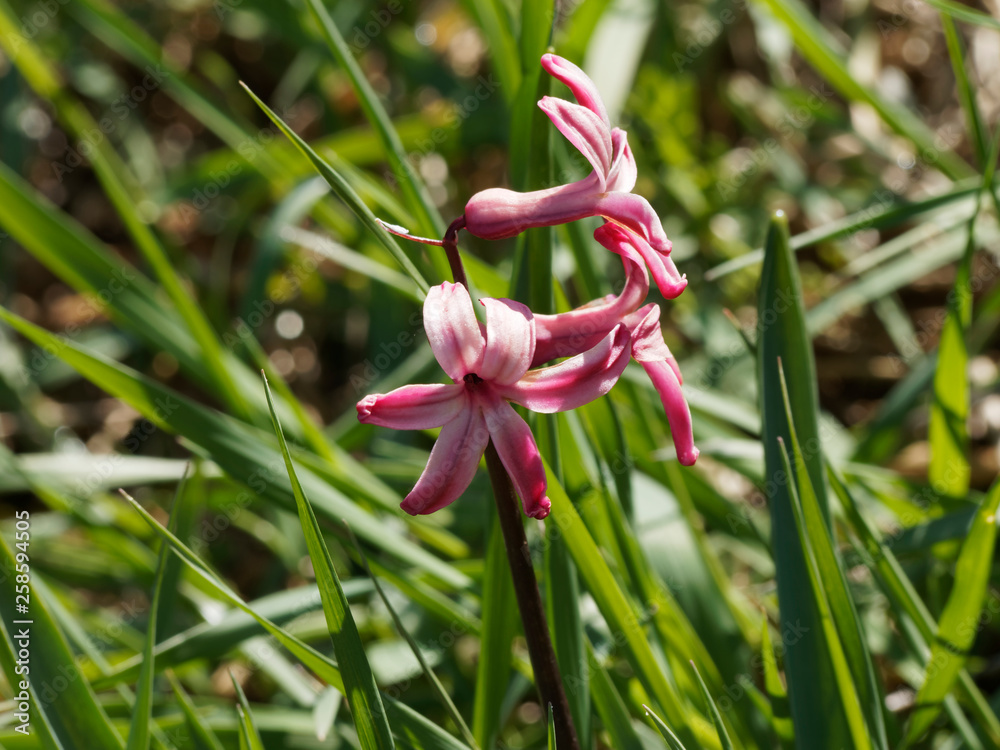 Hyacinthus orientalis - Jacinthe d'Orient Hyacinthus orientalis - Jacinthe d'Orient