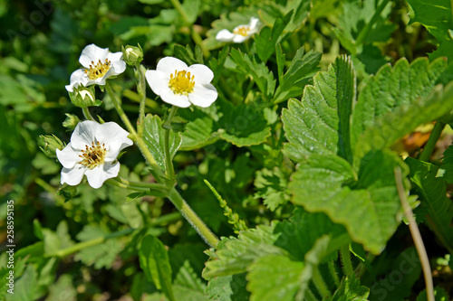 The blossoming garden wild strawberry pineapple (Fragaria × ananassa (Duchesne ex Weston) Duchesne ex Rozier)