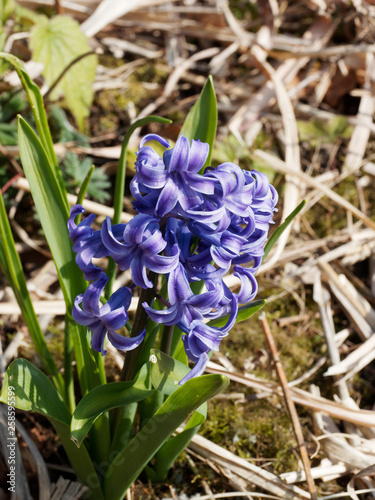 Hyacinthus - Inflorescence de Jacinthes photo