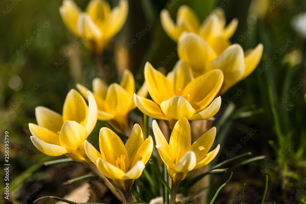 Several yellow crocuses close-up on a blurred background.