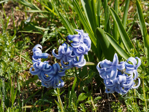 Hyacinthus - Inflorescence de Jacinthes photo