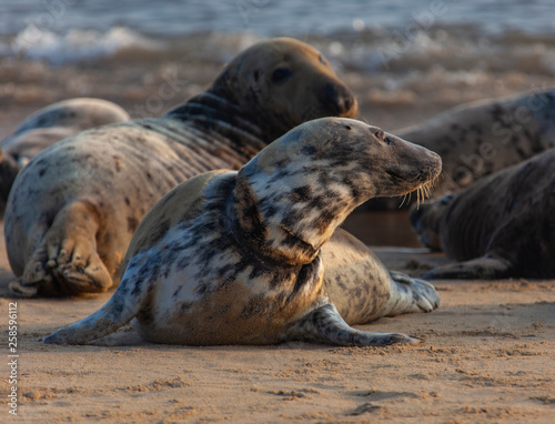 atlantic grey seal © sergii