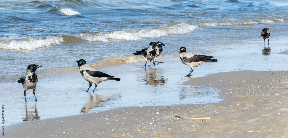 Six gray crows, Corvus Cornix, walking in shallow water. Six gray crows, Corvus Cornix, walking in shallow water.