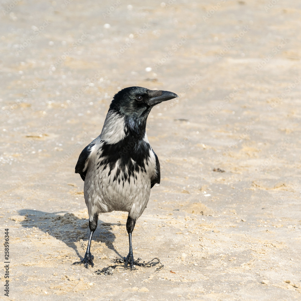 Crow, Corvus Cornix, stands in the sand and looks away. Crow, Corvus Cornix, stands in the sand and looks away.