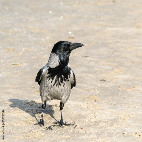 Crow  Corvus Cornix  stands in the sand and looks away.