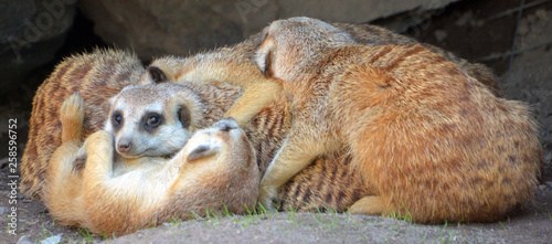 The meerkat or suricate is a small carnivoran belonging to the mongoose family live in Kalahari Desert in Botswana, the Namib Desert, Namibia and southwestern Angola, and in South Africa