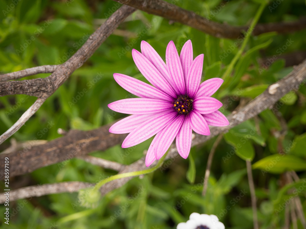 Obraz premium Flores silvestres - Flor fucsia