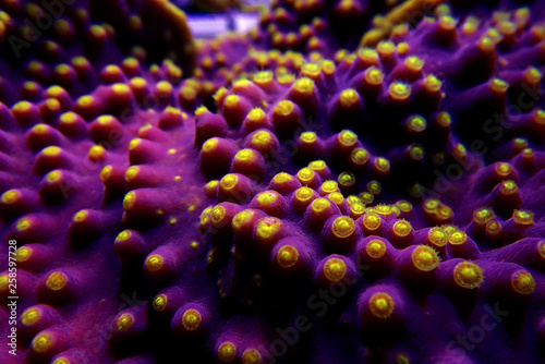 Macro yellow polyps on the purple Turbinaria SPS coral photo