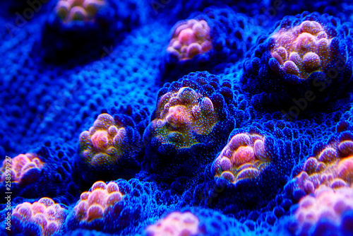 Halloween Screamer Chalice coral in macro shot ( Echinophyllia sp. )