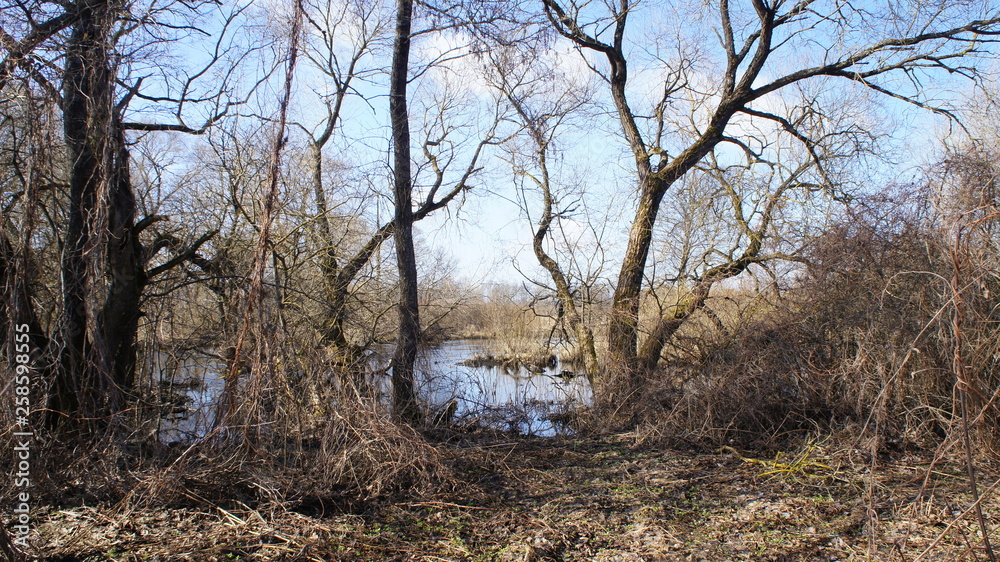 Wild nature. Forest and river in the wild. Spring Forest. Wild nature. Forest and river in the wild. Spring Forest.