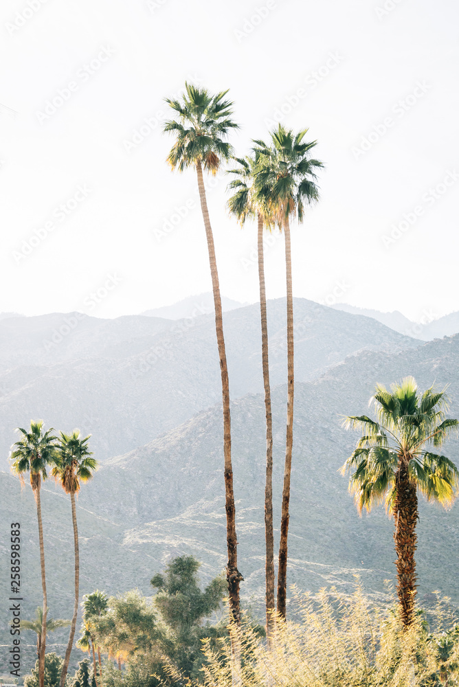 Palm trees and mountains in Palm Springs, California