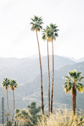 Obraz na płótnie Palm trees and mountains in Palm Springs, California w salonie