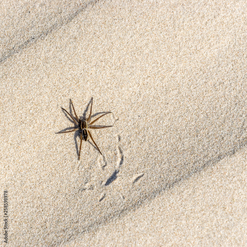 Great raft spider, Dolomedes plantarius on the sand.