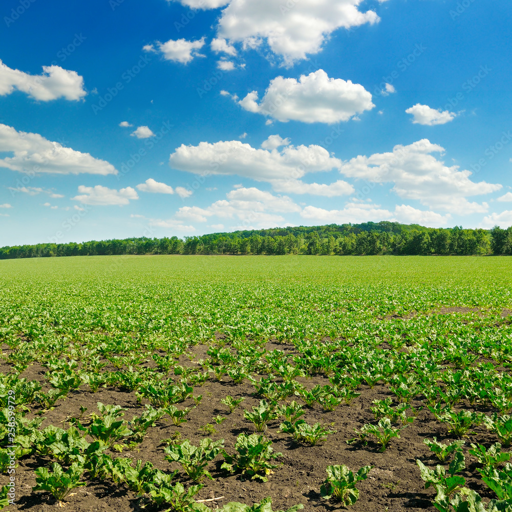 Picturesque green beet field and blue sky with light clouds.