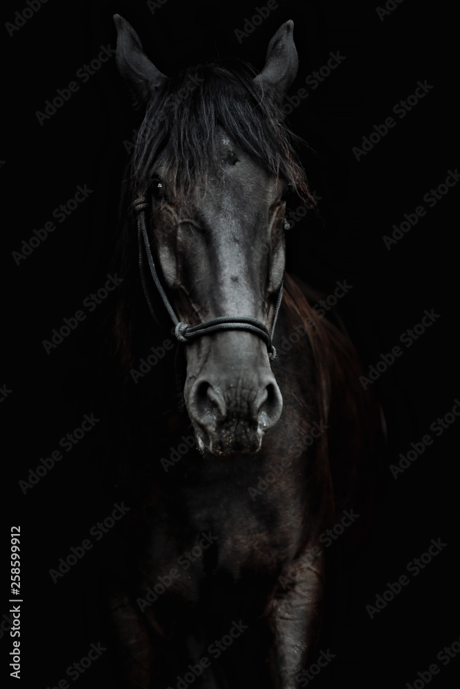 Obraz premium Portret pięknego czarnego ogiera na czarnym tle