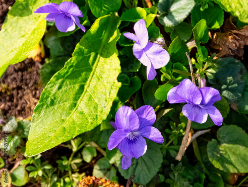 Viola odorata known as wood, sweet, English, common, florist's, or garden violet - wild spring flowers in British park - Stowe, Buckinghamshire, United Kingdom