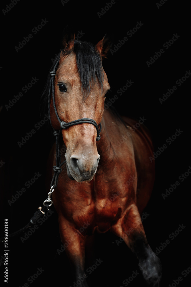 Bay brown sport horse isolated on black background Bay brown sport horse isolated on black background