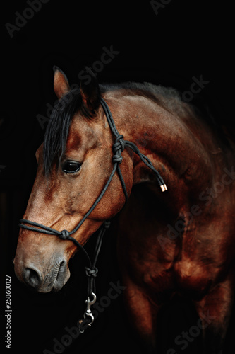 Bay brown sport horse isolated on black background © matilda553