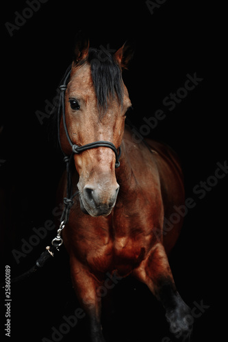 Bay brown sport horse isolated on black background