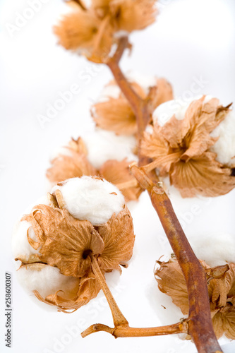 Cotton plant with flowers isolated on white background