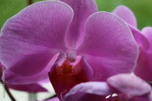 orchidee