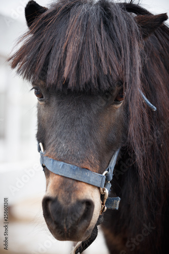 Closeup of an Icelandic horse facing the camera  with a full mane and a funny bang. Brown color pony looking at the camera