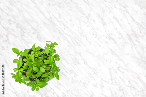 Basil in a white pot on marble background