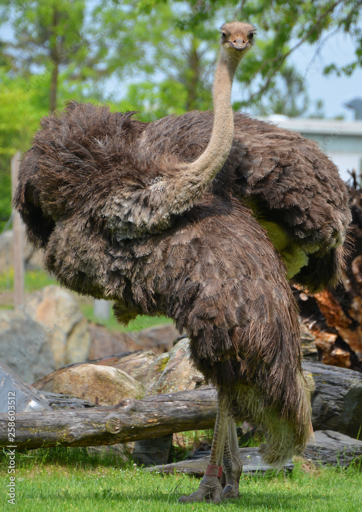 Struts Bird The Ostrich is one or two species of large flightless birds native to ...