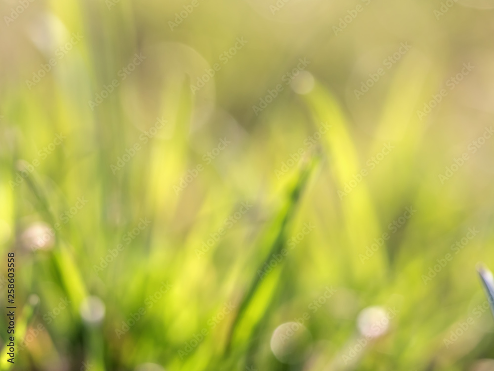 Fototapeta premium Blurry background of green natural environment