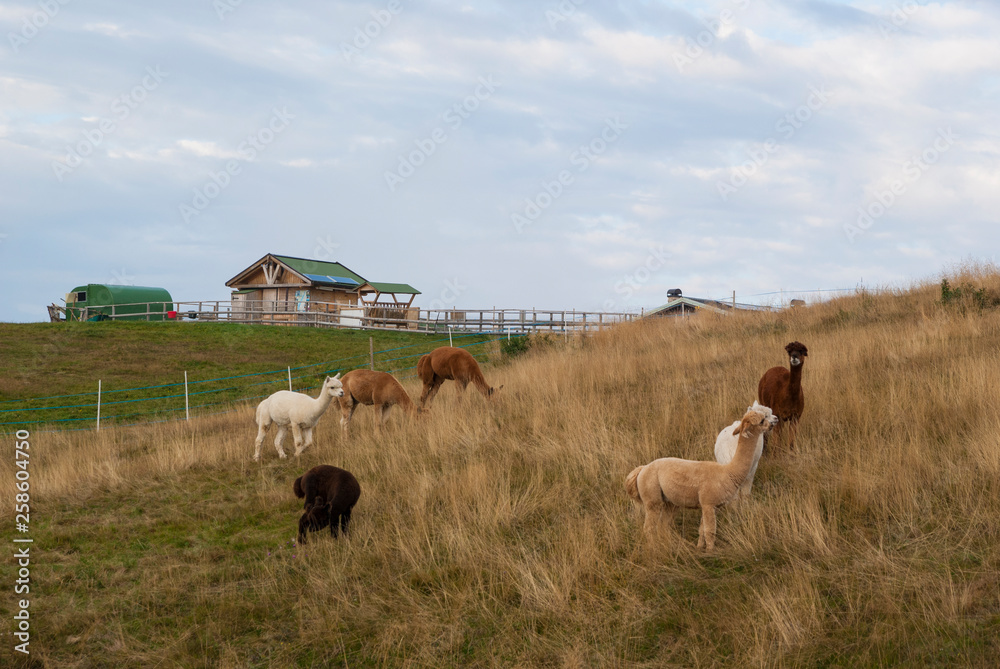 Obraz premium Alpaca farm in mountains, Monte Baldo, Italy