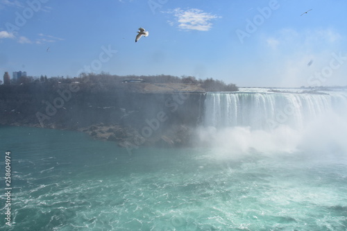 Bird Flying over Niagara falls 