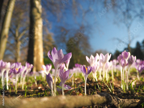 Beautiful meadow with purple crocuses in a park
