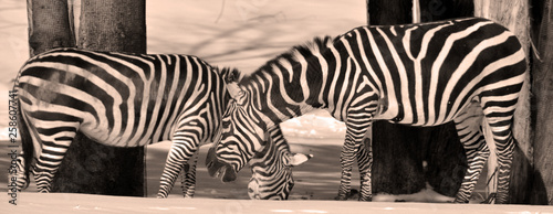 Winter time Zebras are several species of African equids (horse family) united by their distinctive black and white stripes. Their stripes come in different patterns unique to each individual.