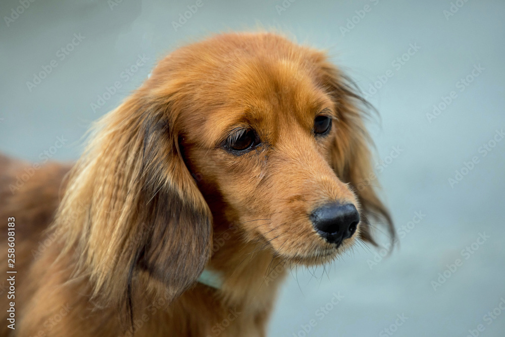 Soulful looking face on dachsund