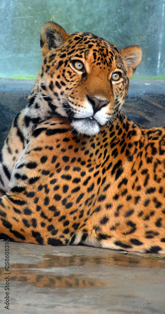 Third largest cat 2025